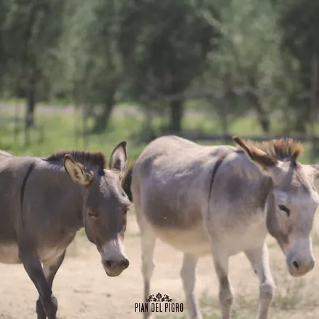 Gospodarstwo agroturystyczne Pian Del Pigro *