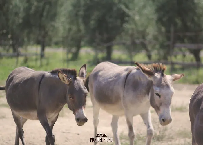 مزرعة للإقامة Pian Del Pigro *